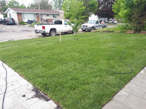 lawn and sod